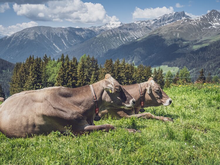 Zwei Kühe liegen gemütlich auf der Weide und geniessen die Sonne in Davos. | © Davos Klosters Mountains