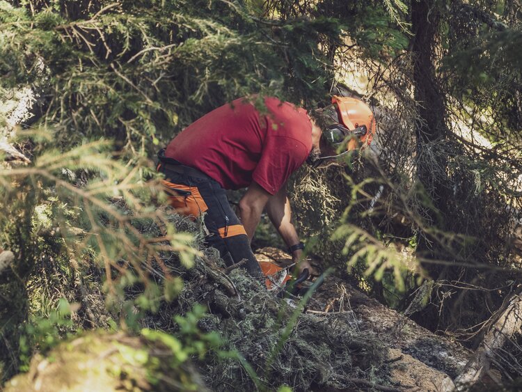 Die Trail Crew Davos fällt einen Baum, um den neuen Weg vom Rinerhorn ins Sertig zu schaffen. | © Davos Klosters Mountains