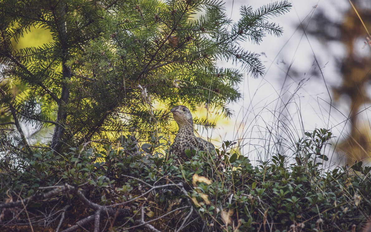 auerhahn_im_gestruepp | © M. Maggs