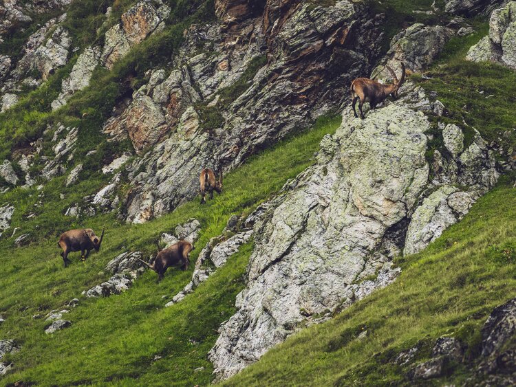 Im alpinen Gebirge auf Parsenn grasen vier Steinböcke in einer Seelen Ruhe. | © Davos Klosters Mountains