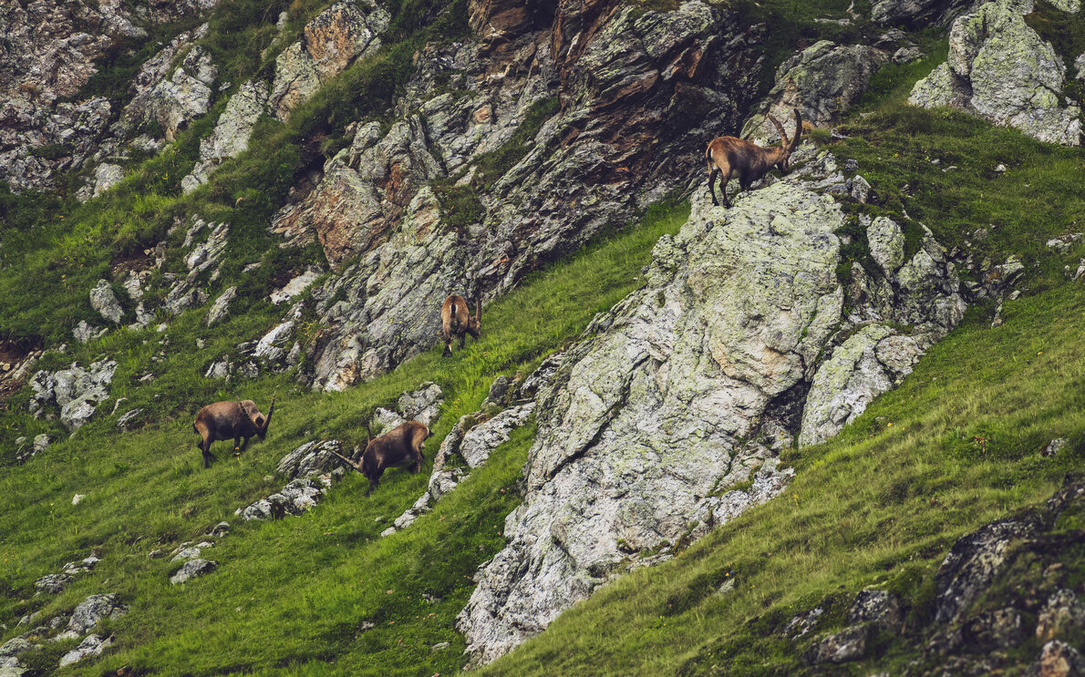 Im alpinen Gebirge auf Parsenn grasen vier Steinböcke in einer Seelen Ruhe. | © Davos Klosters Mountains