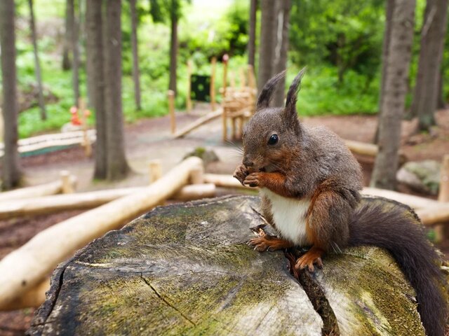 Eichhörnchen auf Baumstumpf mit Spielplatz im Hintergrund.  | © DDO - davos.ch