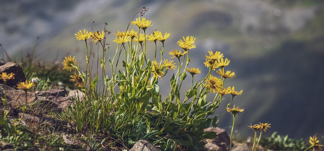 Gelbe Blumen wachsen auf felsigen Untergrund auf dem Berg. | © Davos Klosters Mountains