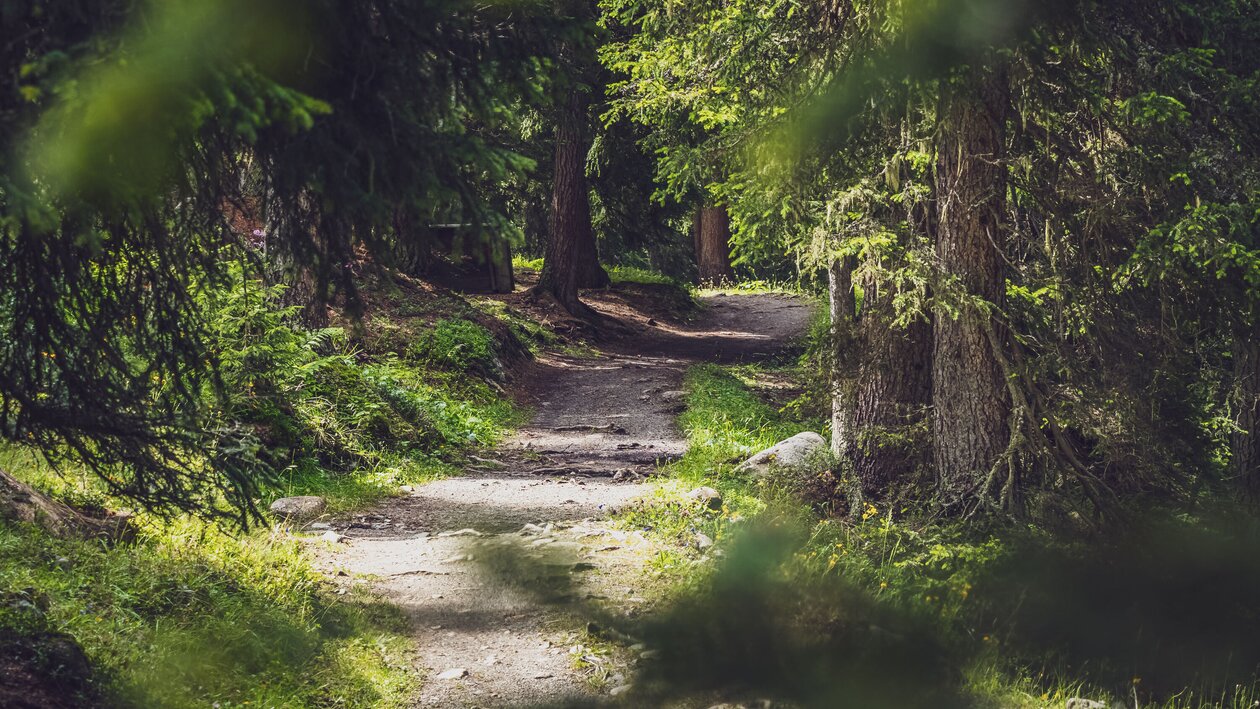 Ein wunderschöner Waldweg führt von der Jschalp zur Clavadeler Alp. | © Davos Klosters Mountains