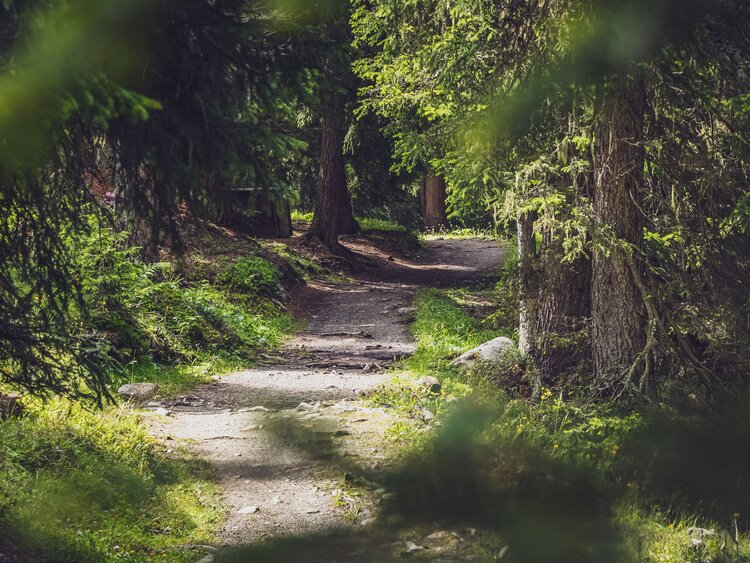 Ein wunderschöner Waldweg führt von der Jschalp zur Clavadeler Alp. | © Davos Klosters Mountains