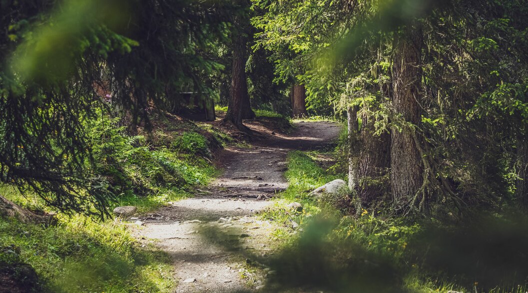Forest path Jschalp Jakobshorn | © Davos Klosters Mountains A beautiful forest trail leads from the Jschalp to the Clavadeler Alp. | © Davos Klosters Mountains