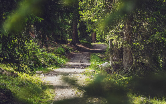 Ein wunderschöner Waldweg führt von der Jschalp zur Clavadeler Alp. | © Davos Klosters Mountains
