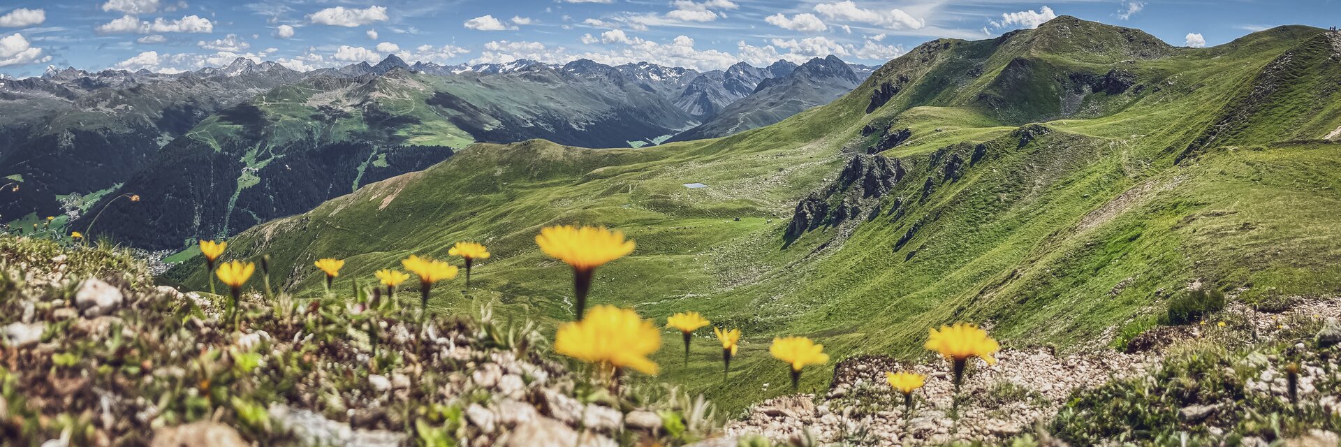 Gelbe Alpen Botanik mit saftig, grüner Weide und Bergen im Hintergrund | © Davos Klosters Mountains Yellow alpine botanic with juicy green fields and mountains in background | © Davos Klosters Mountains