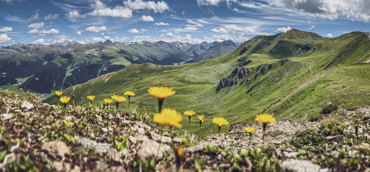 Gelbe Alpen Botanik mit saftig, grüner Weide und Bergen im Hintergrund | © Davos Klosters Mountains 