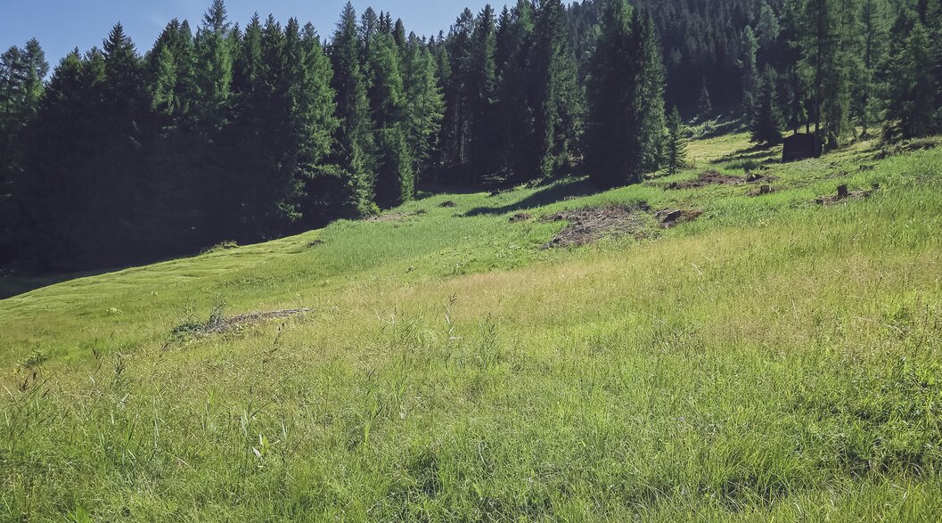 Grosse Wiese am Waldrand vom Jakobshorn | © Davos Klosters Mountains Grosse Wiese am Waldrand vom Jakobshorn | © Davos Klosters Mountains