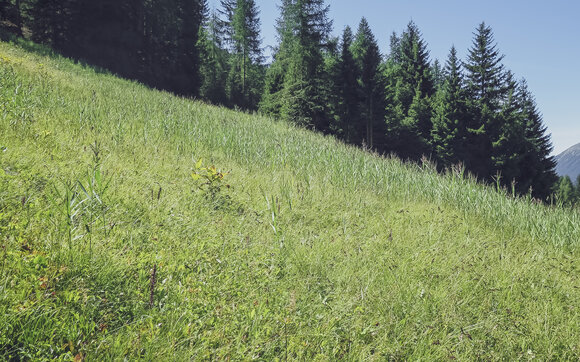 Moorwiese am Waldrand vom Jakobshorn | © Davos Klosters Mountains