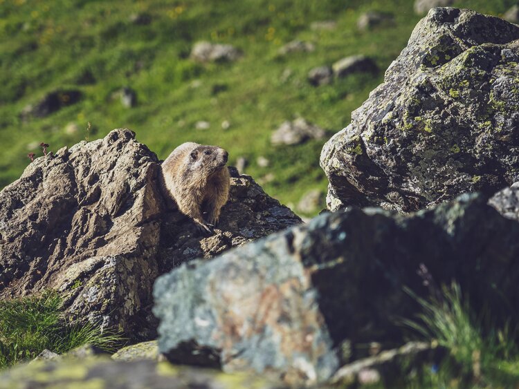 Ein Murmeltier sitzt abwartend auf einem Felsen mit dem Blick in Richtung der Kamera.  | © Davos Klosters Mountains