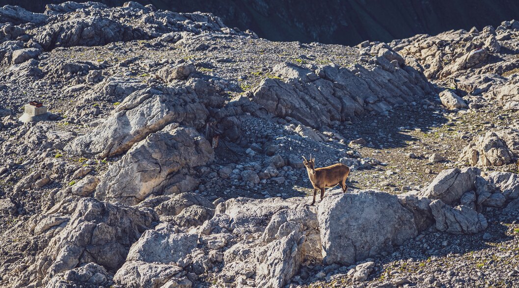 Ibex Parsenn | © Davos Klosters Mountains An ibex climbs over a rock and looks up to the mountain. | © Davos Klosters Mountains