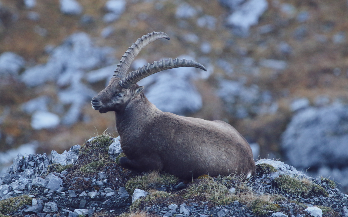 Steinbock  | © Davos Klosters Mountains 