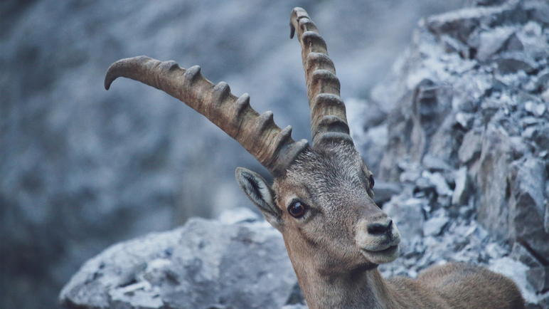 Steinbock  | © Davos Klosters Mountains