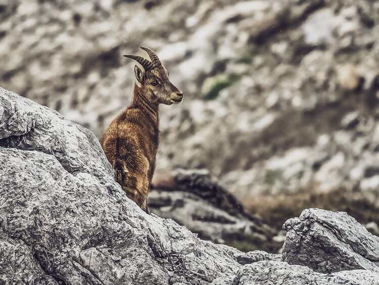 Ein junges Steinwild steht hinter einem Felsen und blickt zurück in Richtung Kamera. | © Davos Klosters Mountains
