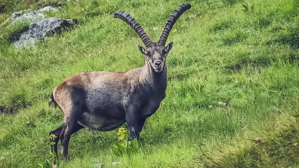 Steinbock steht am grünen Berghang und schaut in die Kamera. | © Sabine Pegoraro