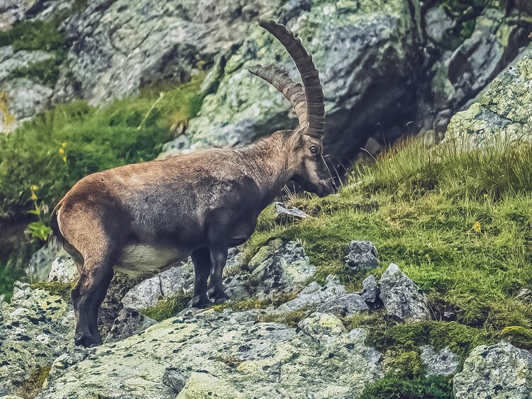 Ein Steinböck mit mächtige Hörner steht auf dem Felsen auf Parsenn. | © Sabine Pegoraro