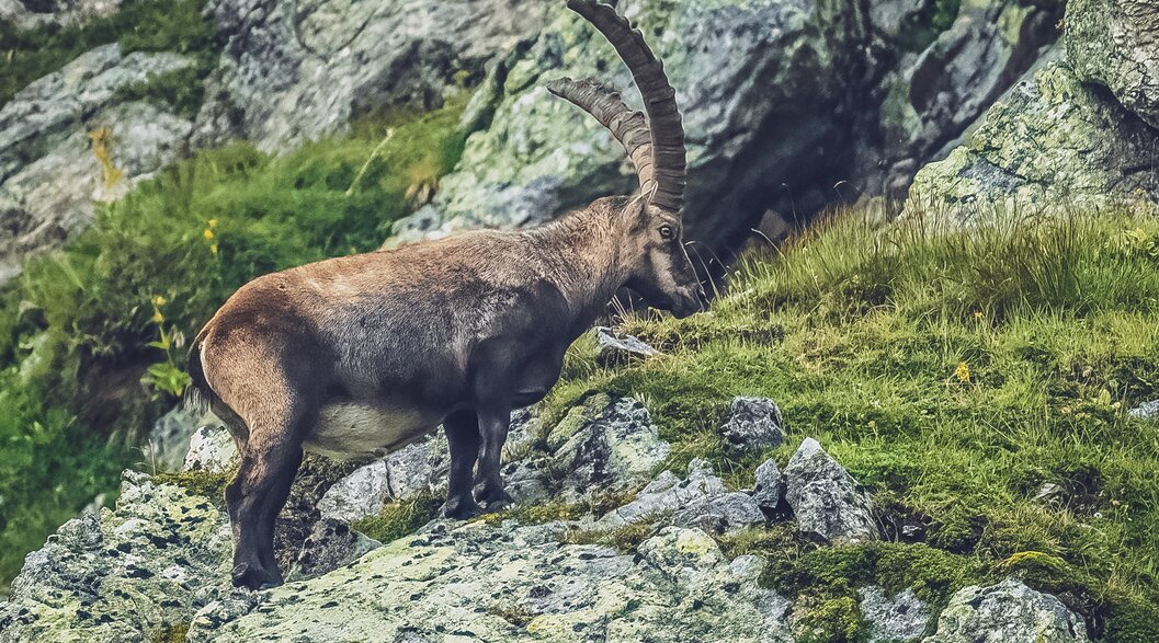 Older Ibex on rock | © Sabine Pegoraro A ibex with mighty horns stands on a rock at Parsenn. | © Sabine Pegoraro