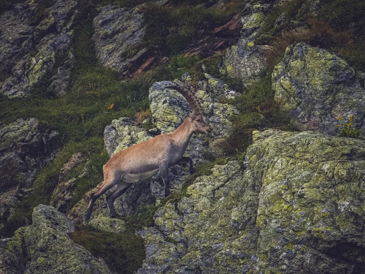 Ein schlanker Steinbock klettert über den felsigen Berghang auf Parsenn. | © Davos Klosters Mountains