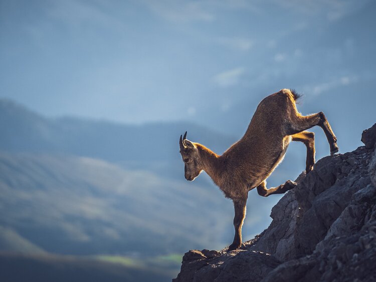 Geissbock auf Felsen  | © Davos Klosters Mountains 