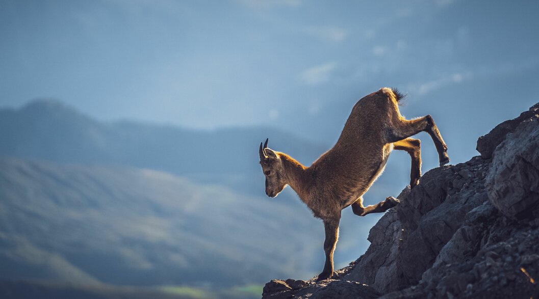 Billy goat on rocks | © Davos Klosters Mountains Billy goat on rocks | © Davos Klosters Mountains