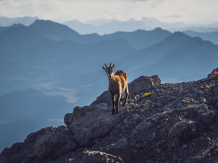 Steinbock sieht in die Ferne  | © Davos Klosters Mountains 