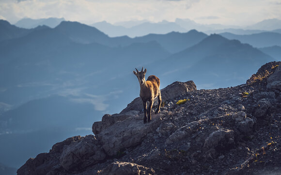 Steinbock sieht in die Ferne  | © Davos Klosters Mountains 