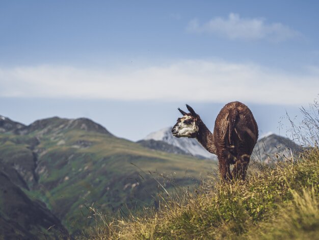 Lama geniesst den Sommer im Streichelzoo Rinerhorn mit Berglandschaft. | © Davos Klosters Mountains