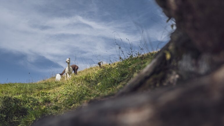 Blick auf Lamas im Streichelzoo am Rinerhorn. | © Davos Klosters Mountains