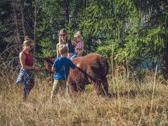 2 Erwachsene mit 2 Kindern streicheln ein braunes Lama.  | © Davos Klosters Mountains