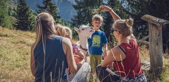 Familie füttert eine Geiss mit Gras 
