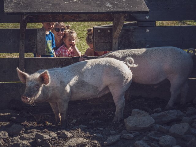 2 Schweine des Streichelzoo Rinerhorn sind im Vordergrund und druch die Öffnung schauen Kinder und Erwachsene hinein.  | © Davos KIosters Mountains