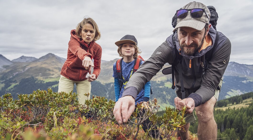 Familienwanderung | © Davos Klosters Mountains Familie am Blaubeeren sammeln auf dem Rinerhorn. | © Davos Klosters Mountains