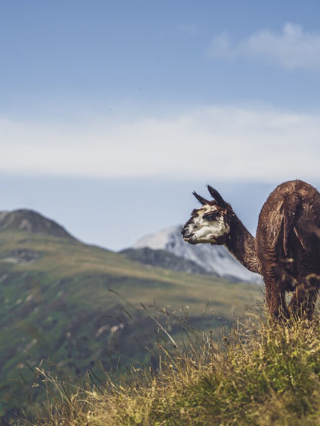 Lama in Berglandschaft | © Davos Klosters Mountains Lama geniesst den Sommer im Streichelzoo Rinerhorn mit Berglandschaft. | © Davos Klosters Mountains