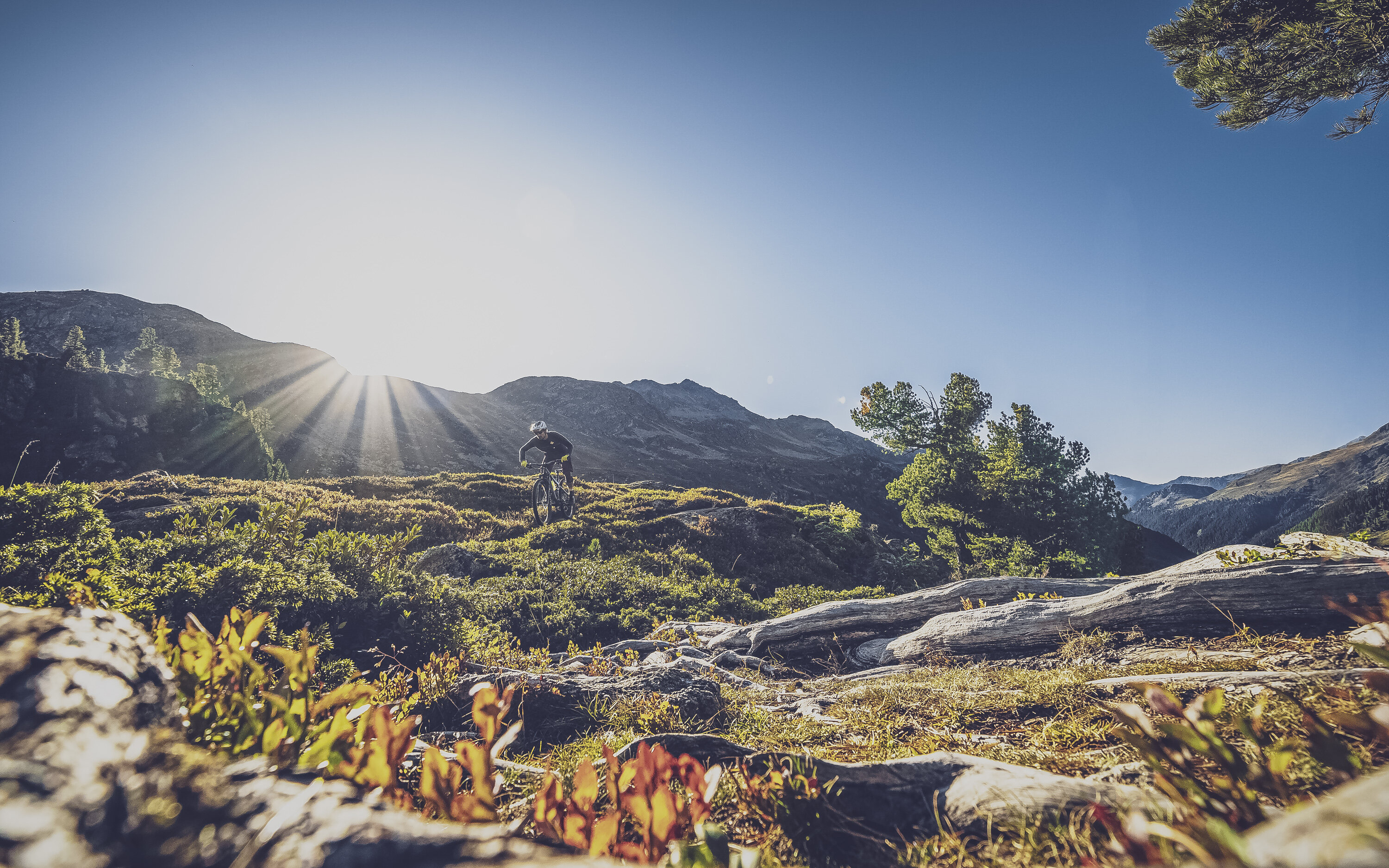Ein Biker geniesst die Abfahrt im Flüelatal bei Abendsonne.  | © Davos Klosters Mountains