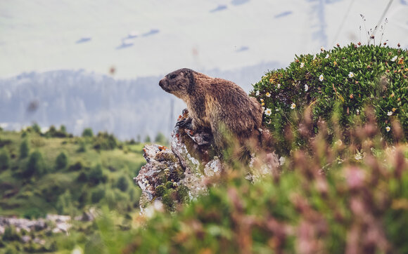 Ein Murmeltier sitzt auf dem Felsen auf dem Berg. | © Davos Klosters Mountains