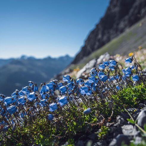 Blaue Glockenblumen  | © Davos Klosters Mountains 