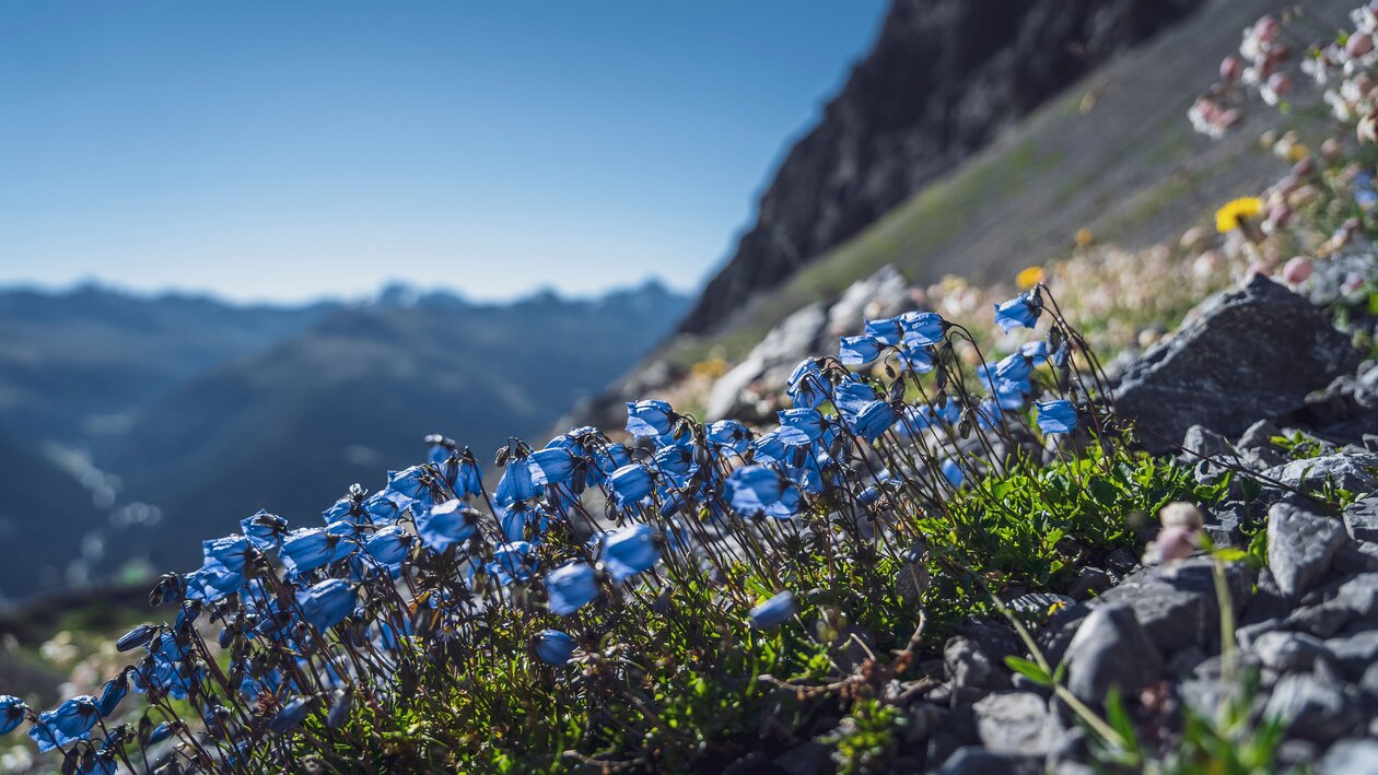 Blaue Glockenblumen  | © Davos Klosters Mountains 