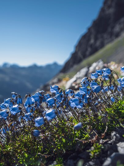 Blaue Glockenblumen  | © Davos Klosters Mountains 