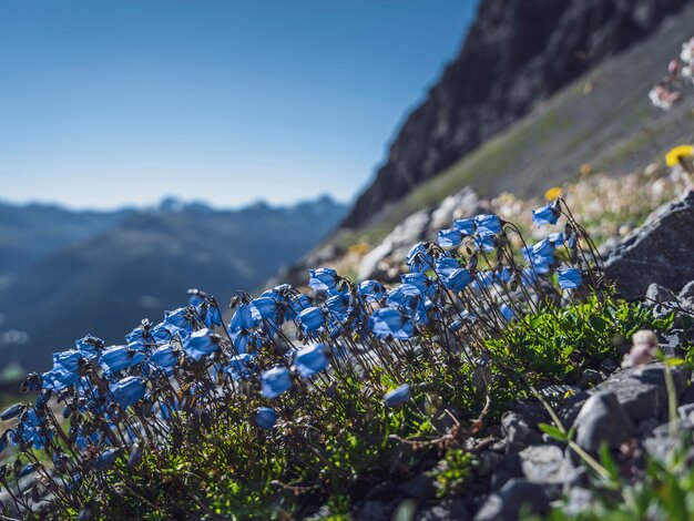 Blaue Glockenblumen  | © Davos Klosters Mountains 