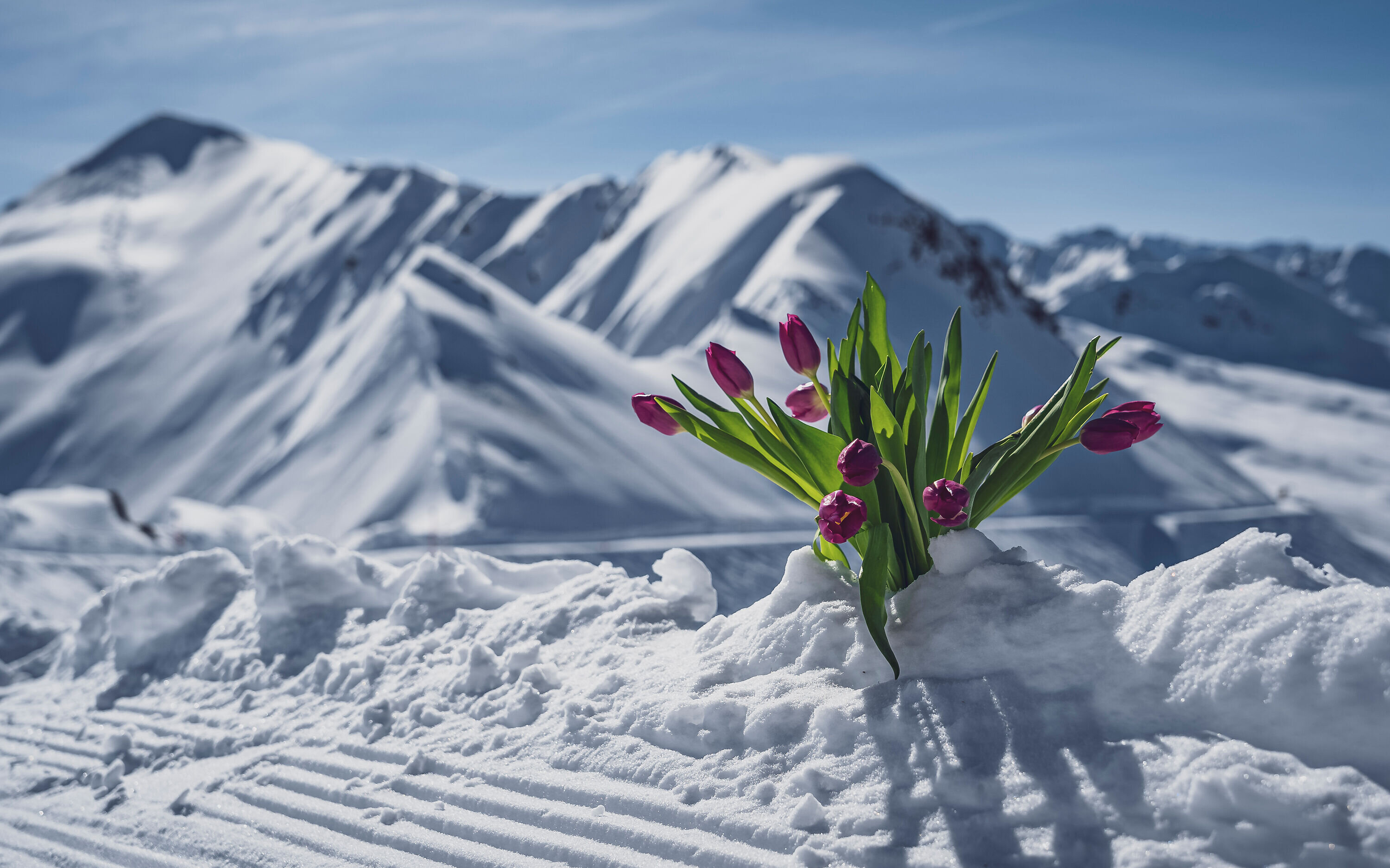 Spring Special