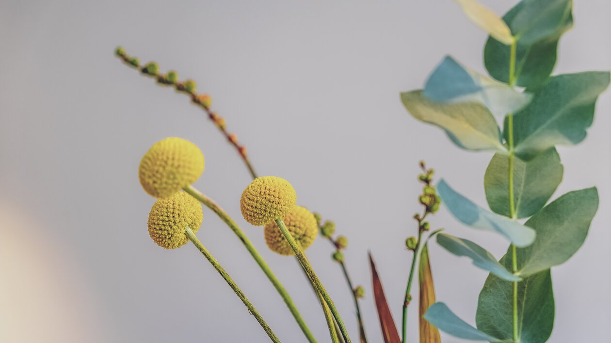 Gelbe Blumen mit grünen Blättern im Hintergrund | © Davos Klosters Bergbahnen