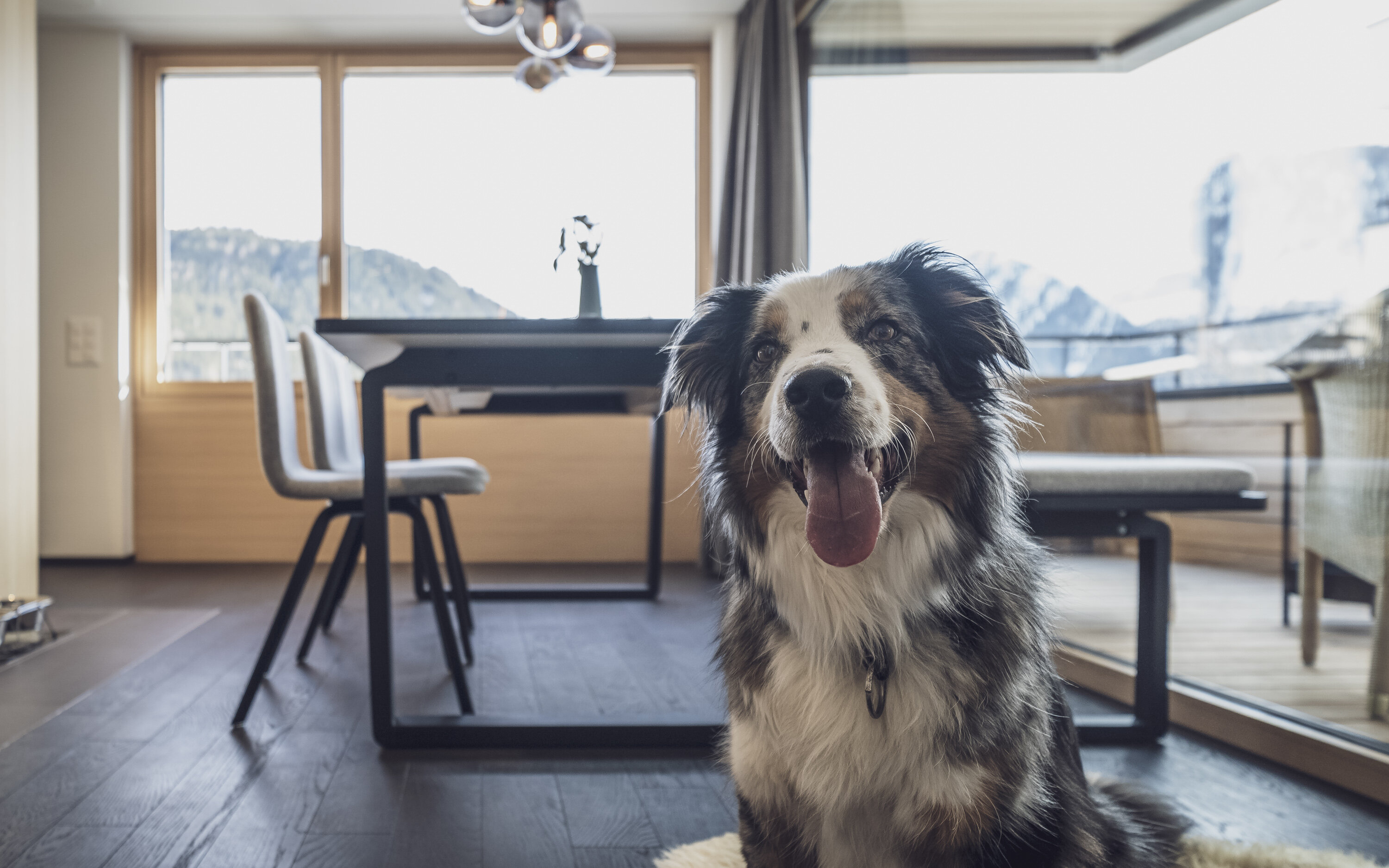 Sommerferien mit Hund in den Bergen